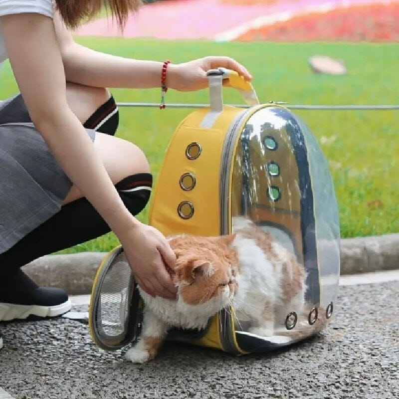 Cat Clear Backpack The Store Bags